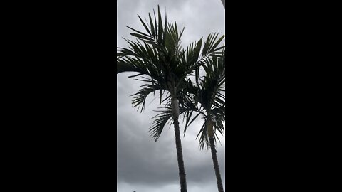 Rain with that palm tree breeze