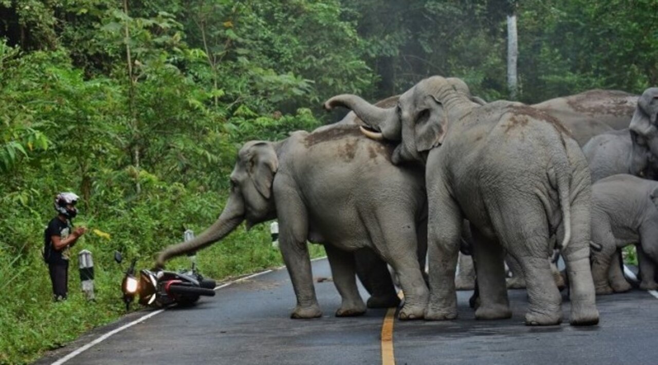 Unexpected Animal Attacks On Human || Animals Attack on Man ||