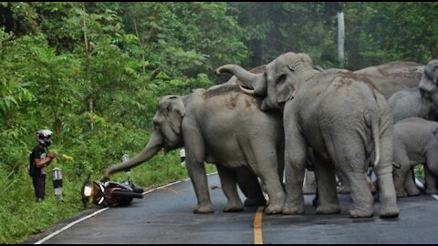 Unexpected Animal Attacks On Human || Animals Attack on Man ||