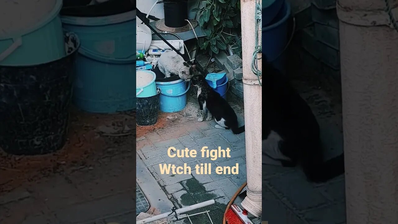 Cat fighting 😂 watch till end #shorts #cat #viral