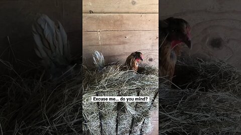 Hen making a comfy nest in the hay