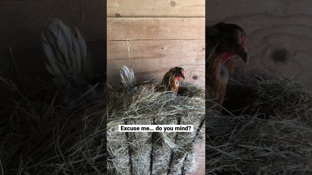 Hen making a comfy nest in the hay