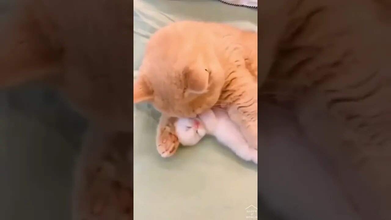 Cutest Tiktok Cat 🐈#cute #funnyanimals #funnyvideos #tiktok #cat 2022