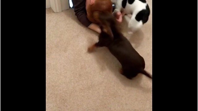 Dogs overjoyed to see their favorite human