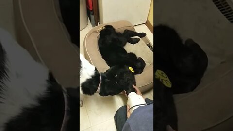 Dovah making sure the baby is doing okay!