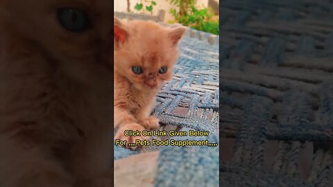 Cute Cats 😻#cats#cutecat#cutecatshorts#pets#cutepets#funnycats#viral#tiktok#viralvideo#youtube