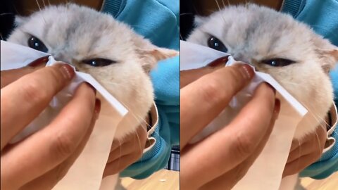 When a cat catch a cold! ☹️