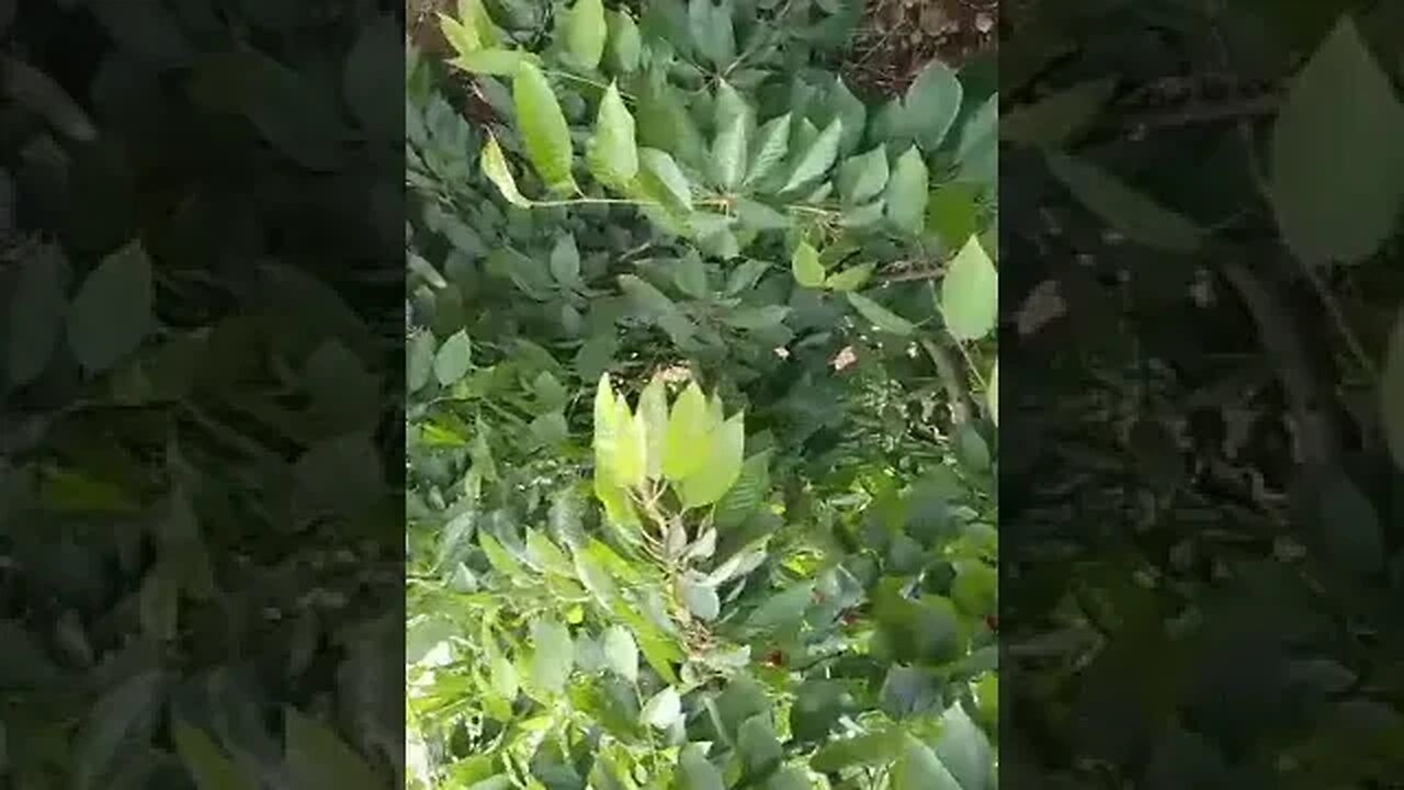 Building Biafra 👷‍♂️ 🏢 🏗 🏨