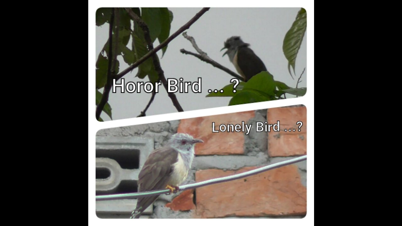 "Horor Bird" Or ...?