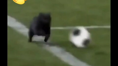 Cat command in the middle of the football game and he hit the ball😱 and Goal.