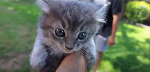 We Saved Baby Kittens... Adorable