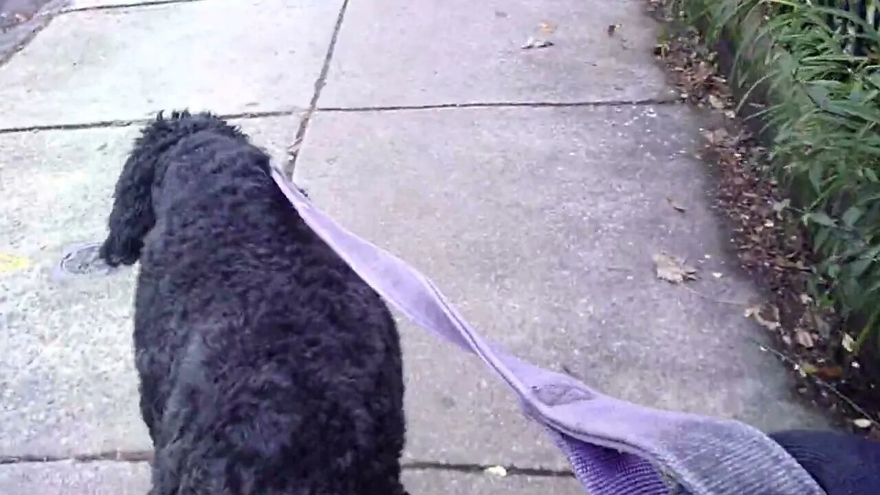 Dog Walk with Ace in South Philly and All the Surprises that Come with Such a Thing!