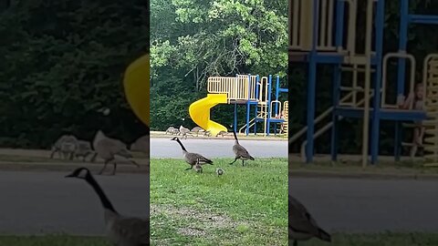 Geese… worth the 💩?