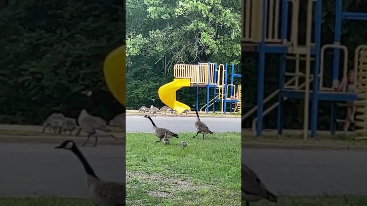Geese… worth the 💩?