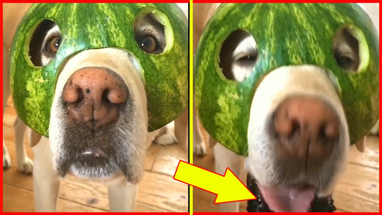 This Dog Loves to Eat Wearing a Watermelon Hat 🐶😅