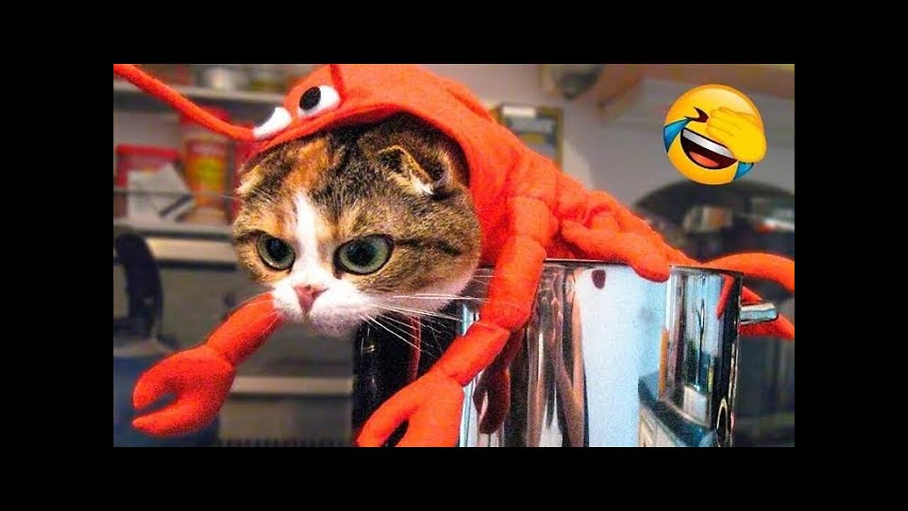 Best Funniest Cats and Dogs Videos - Funniest Animals 2023 - Funny Animal Videos