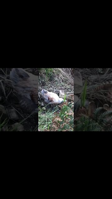 Free range pullet has good camouflage