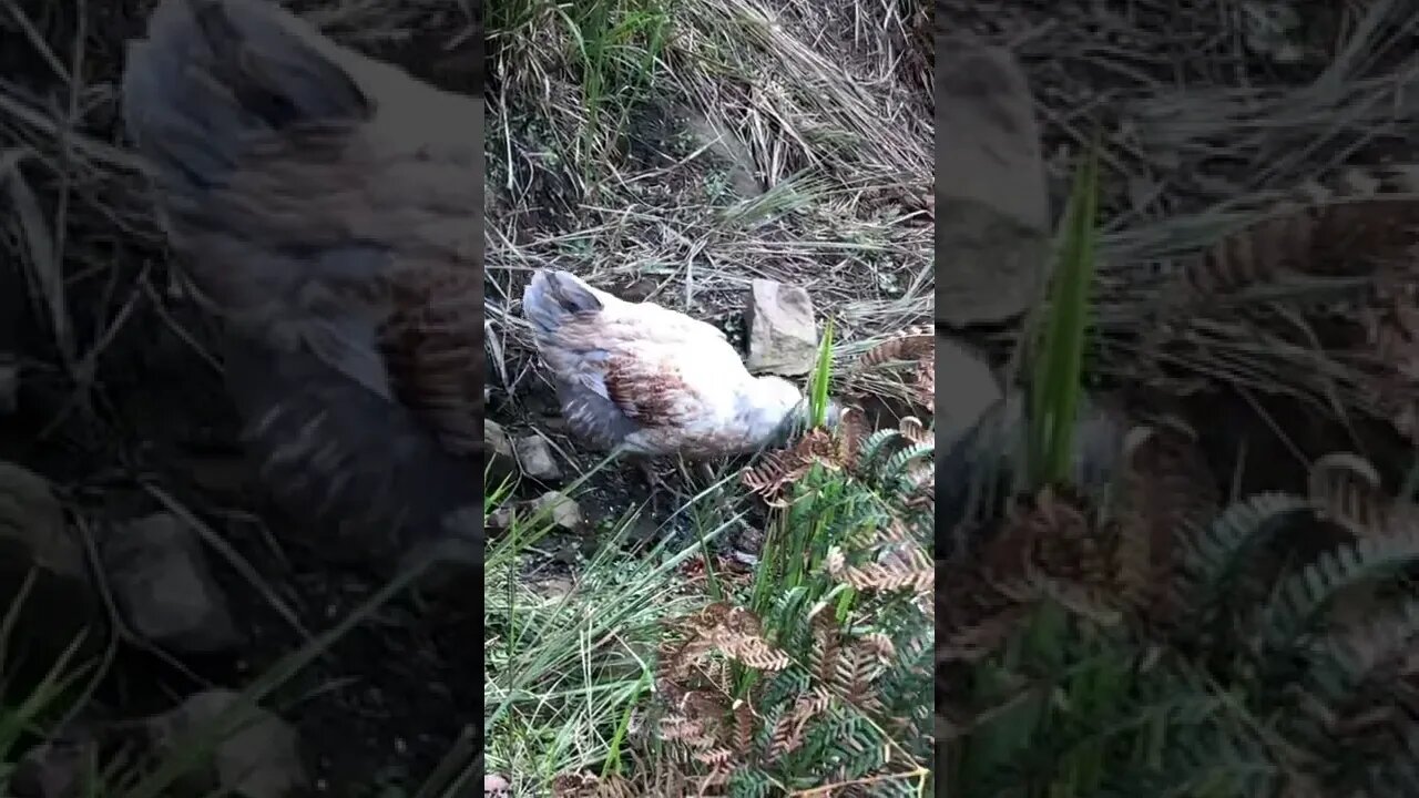 Free range pullet has good camouflage
