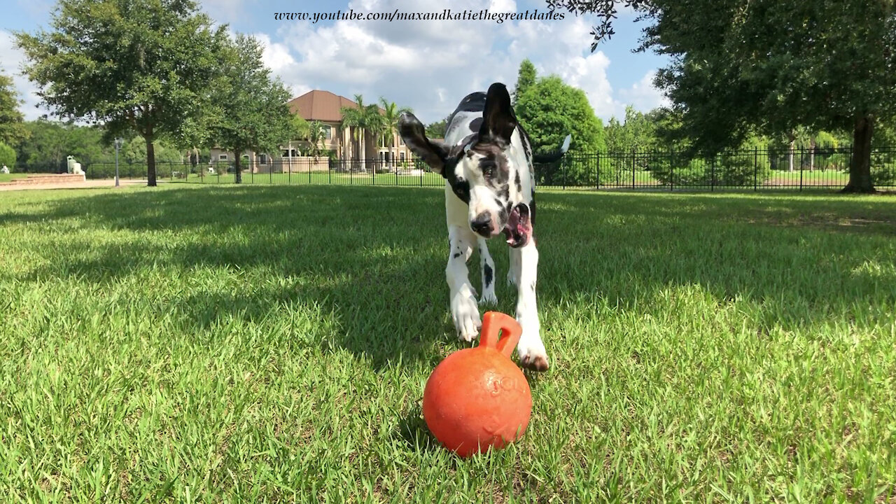 Happy Great Danes Prefer Playing To Working