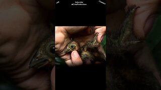 Hoatzin chicks have claws on their wings #birds #shorts