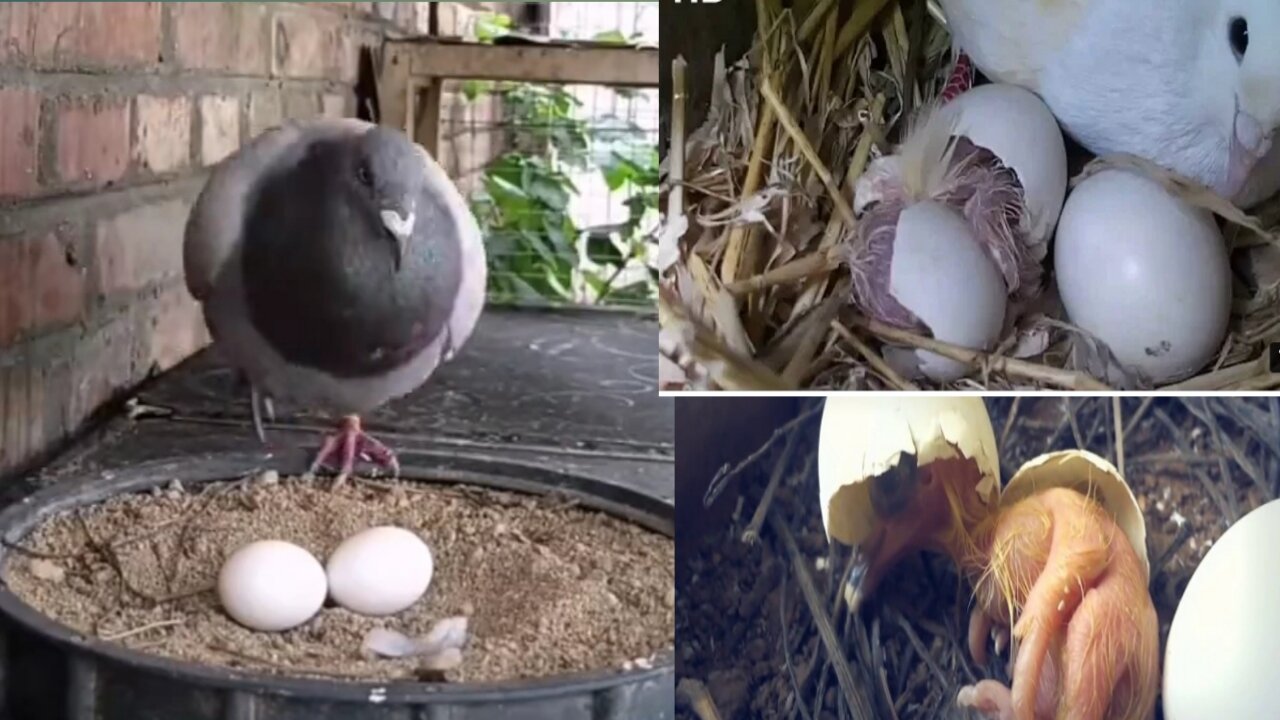Look How The Pigeon Baby Is Born