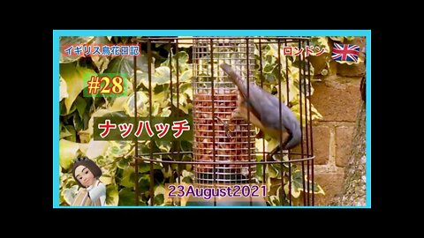 【鳥観察#28】エナガがやってきた/ナッハッチ逆さまになる/Long-tailed tit/Nuthatch