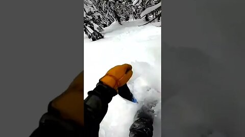 Few fresh turns #short #shorts #snowboarding #snowboard #trees #powder