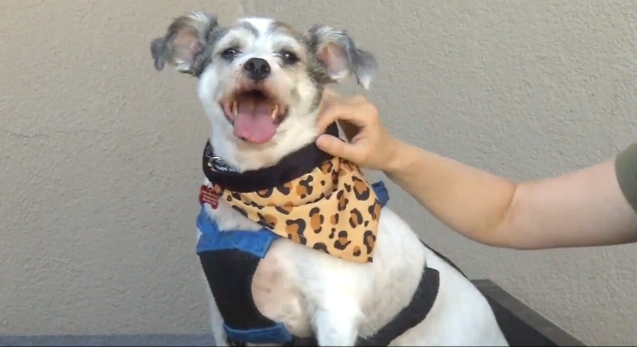 Pet of the week: Friendly mix named Bandit