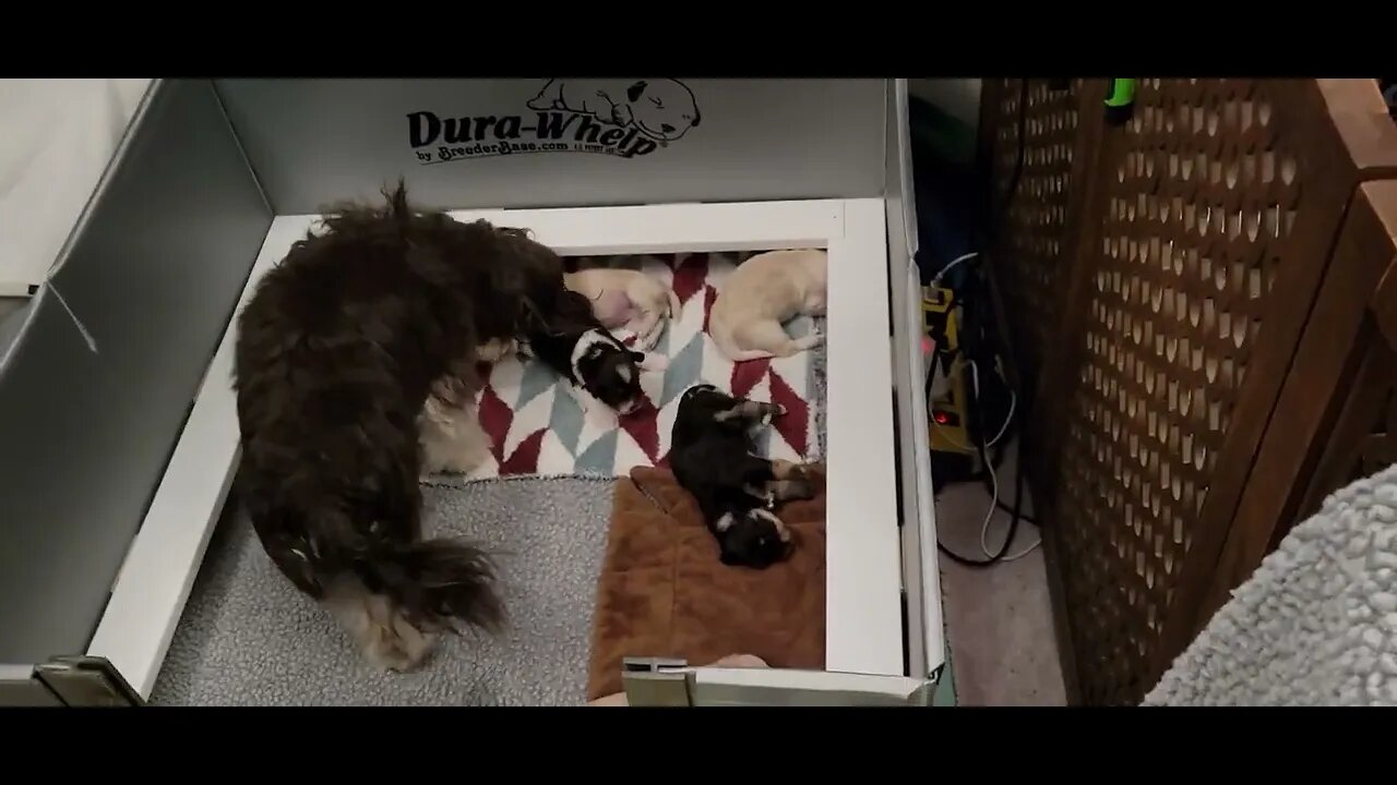 Puppies!!!