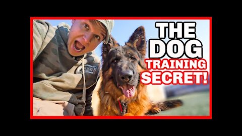 HOW TO TRAIN YOUR DOG ON A LEASH!