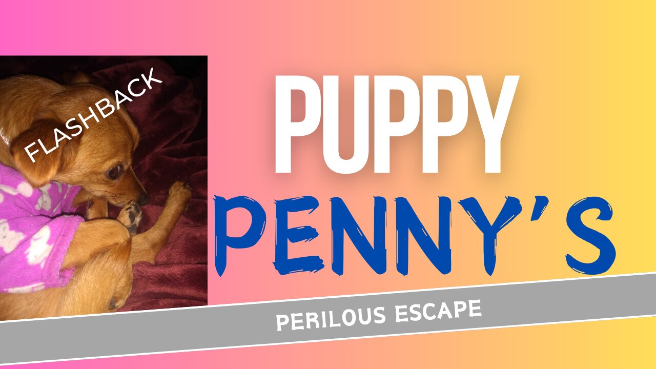 Puppy Penny's Perilous Escape