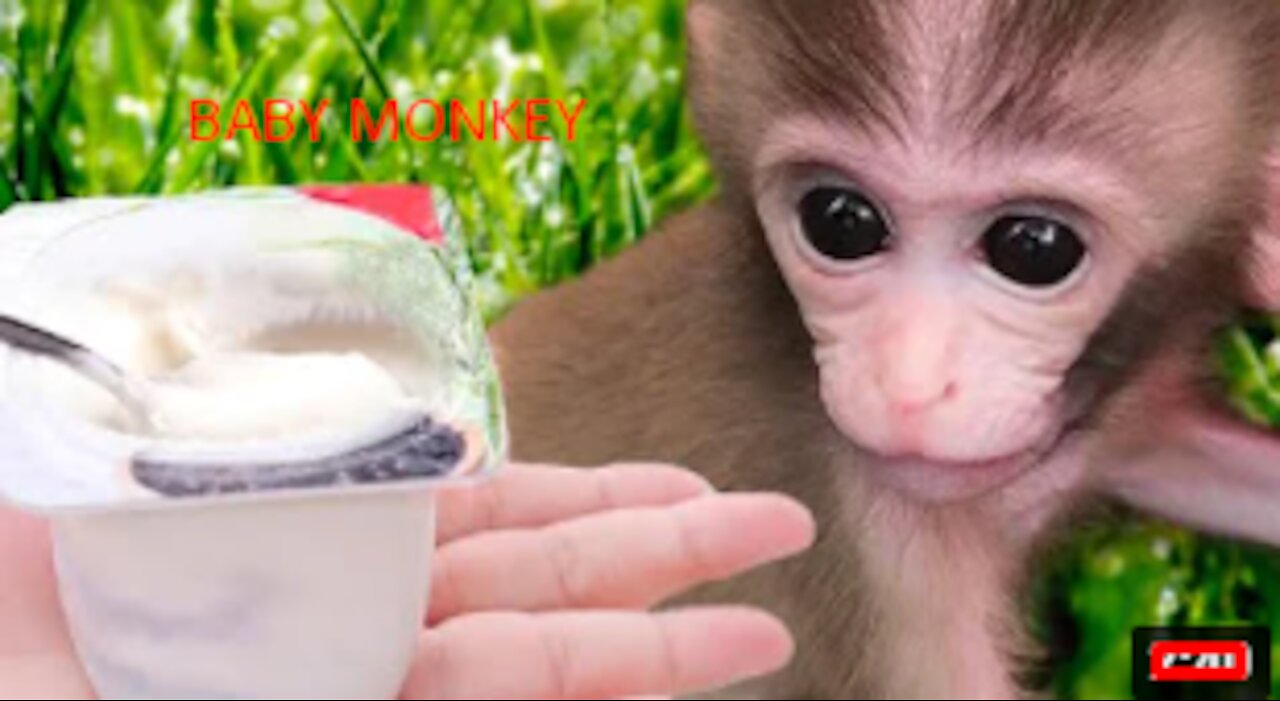 Baby Monkey eating yogurt, Animals Home | facts|