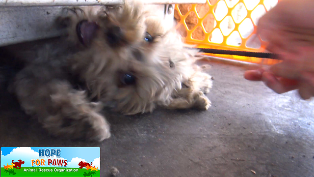 Tiny Yorkie almost gets crushed by propane tanks! NEW Hope For Paws rescue video!