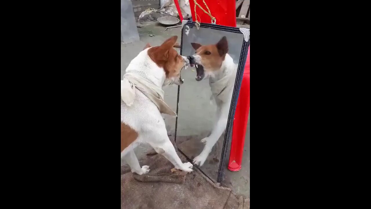 Dog Sees His Reflection and Thinks It's Another Dog - Hilarious Reaction!🐶✨