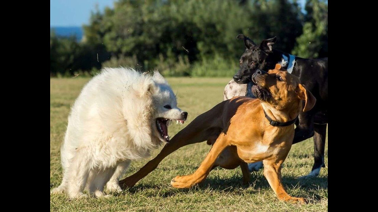 How To Make Dog Become Fully Aggressive With Few Simple Tips