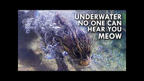 Fishing Cat: The Cat That Hunts Underwater