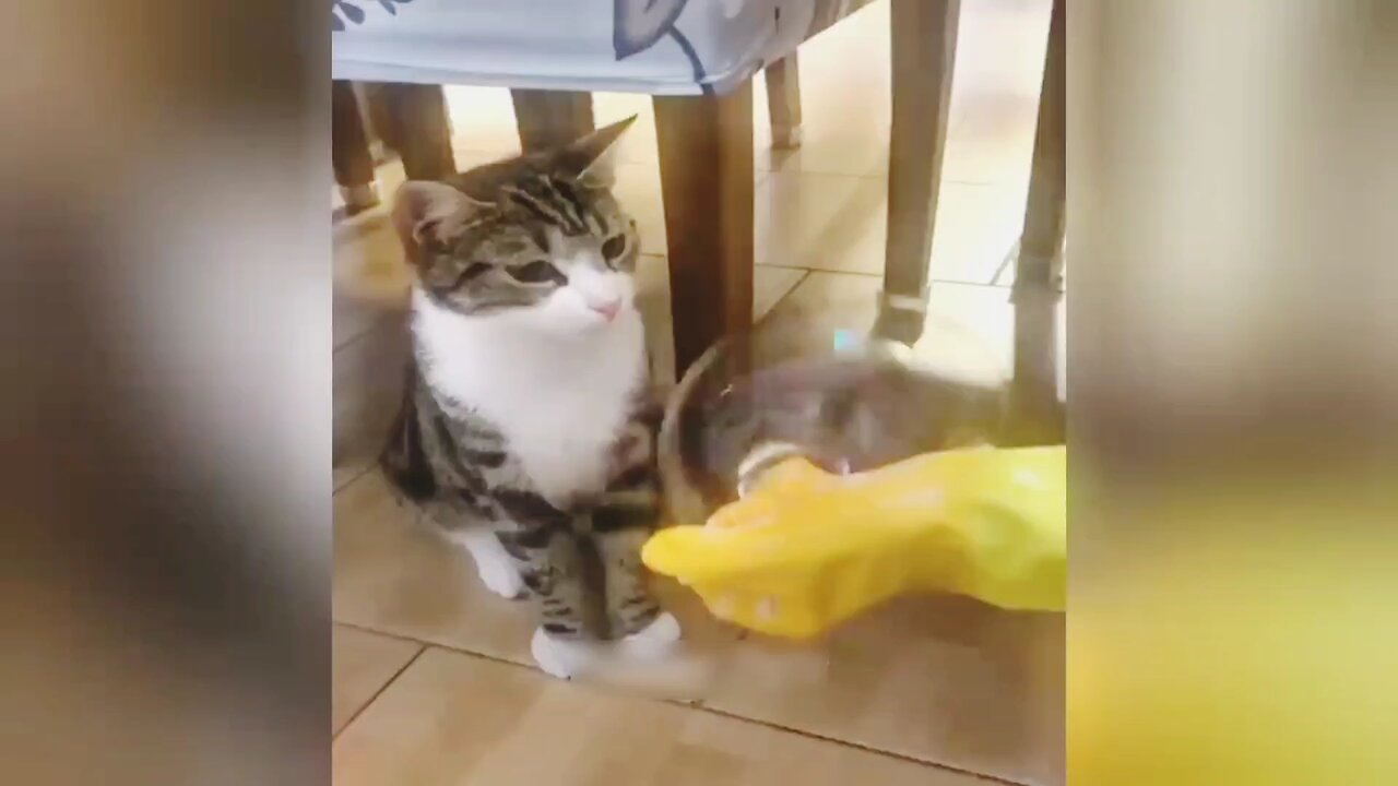 New Funny Animals 😸🐶 Best Funny Dogs and Cats Videos