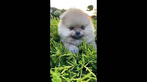 Funny animals 😊😋😎funny moments 😋😎😋