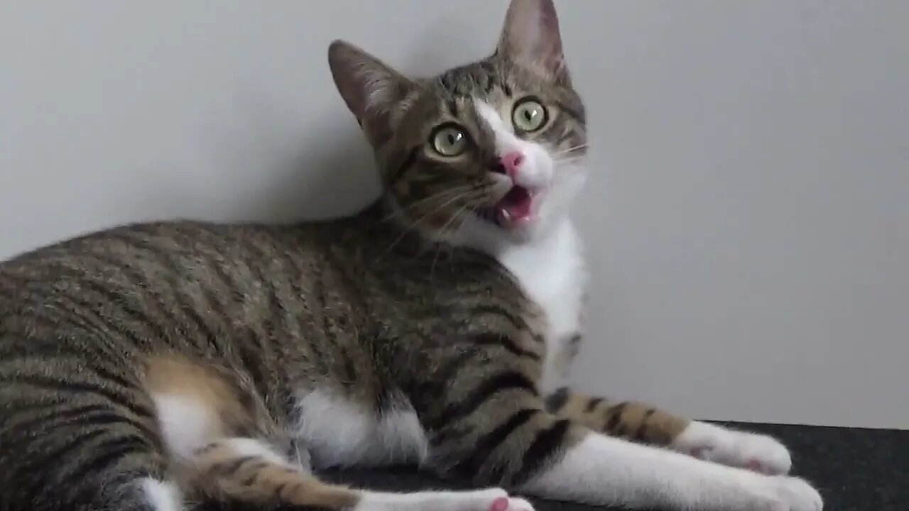 Funny Little Cat Breaths Like a Dog