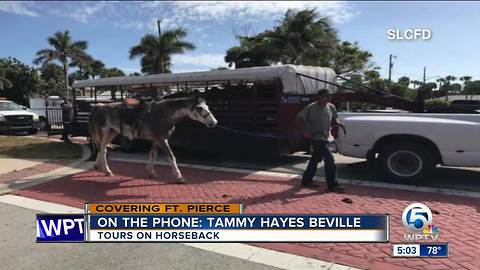 Horse killed, another injured in St. Lucie County roadway incident