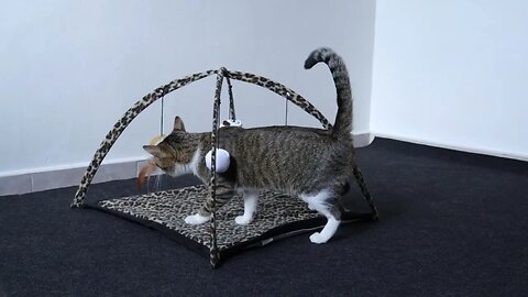 Did U Bring My Cat Play Frame, Hooman?