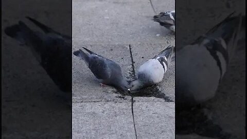I can find God in nature, in animals