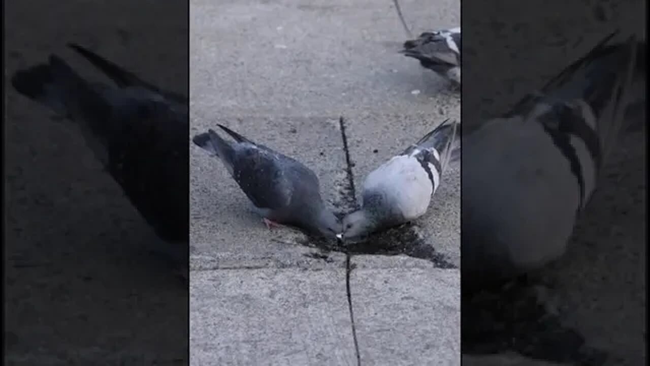 I can find God in nature, in animals