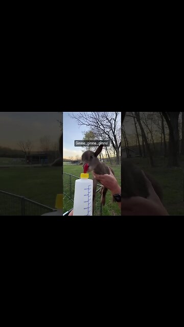 Act cool…. #shorts #babygoats #bottlebabygoats