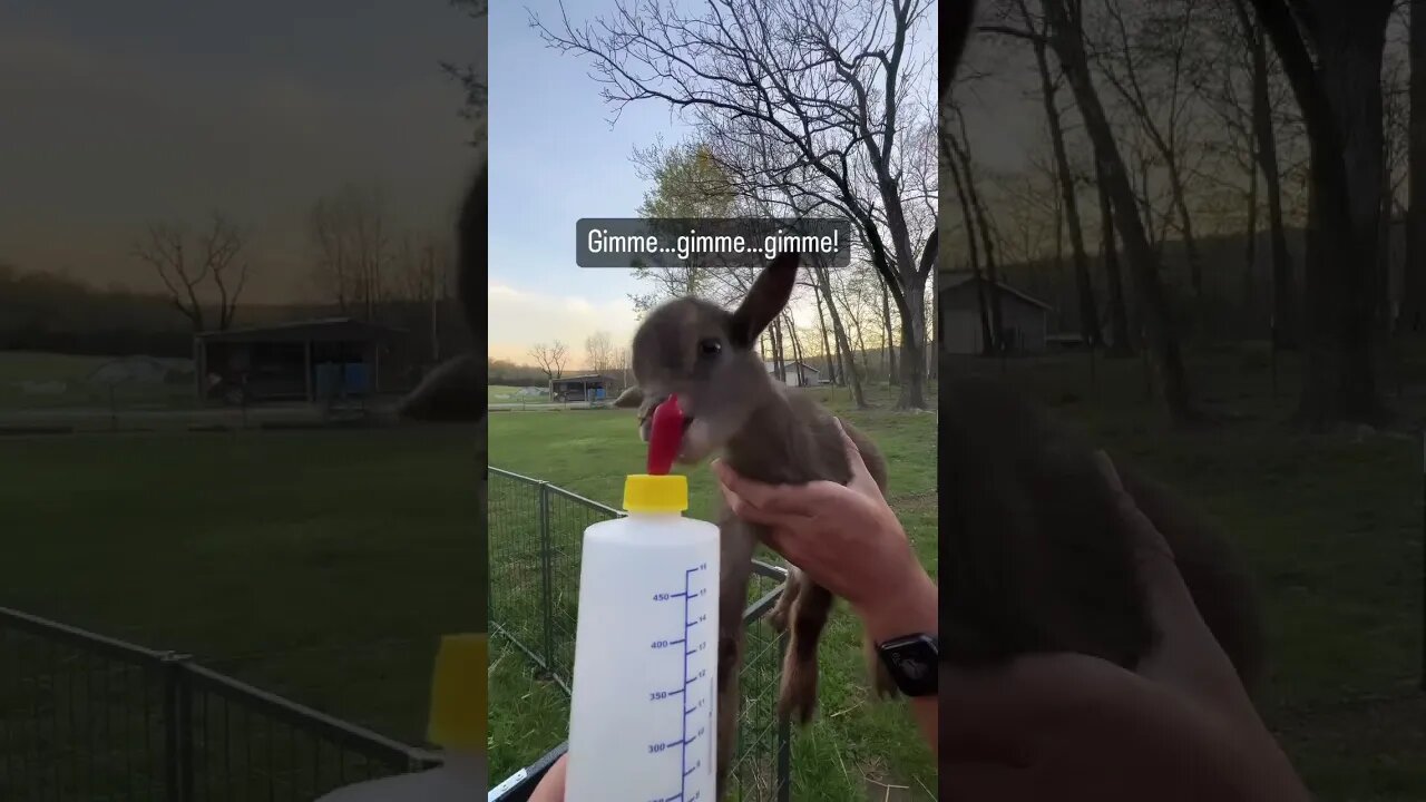 Act cool…. #shorts #babygoats #bottlebabygoats