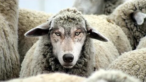 The Dangers of False Prophets!