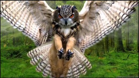 Beautifull owls on planet earth