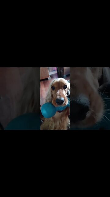 #dogshow, #amimals, #dogs, #shorts