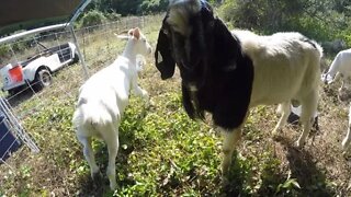 Goat Breeding Season | How to prepare