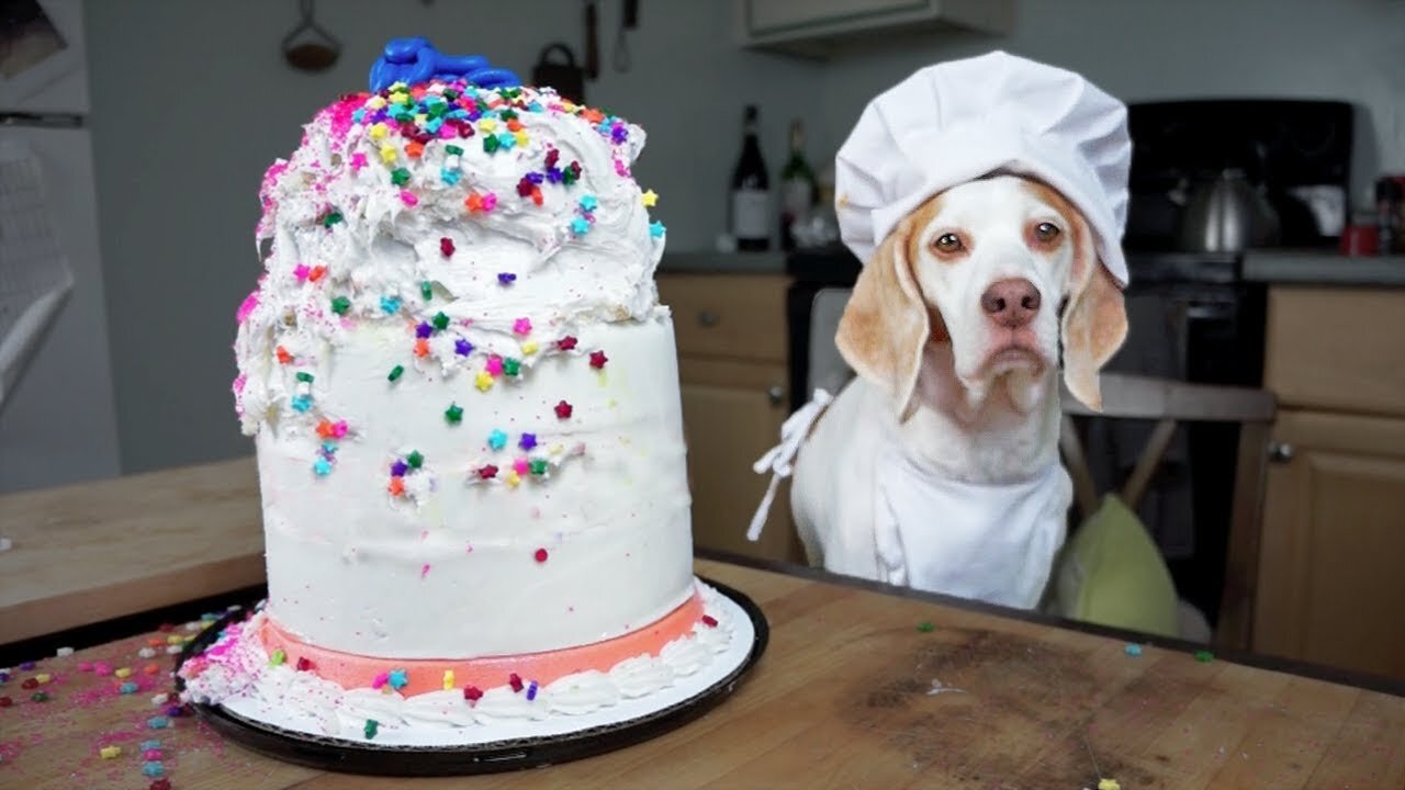 Chef Dog Bakes Cake: Funny Dog